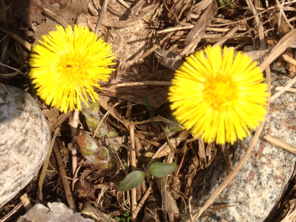 Tussilago_1024