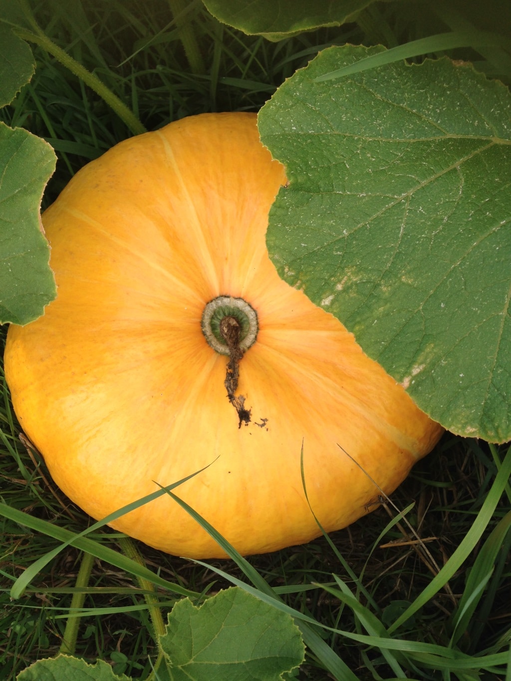Pumpa 1024 Pumpa 1024