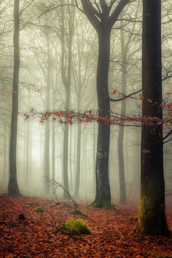 A sense of fog 550 A sense of fog 550